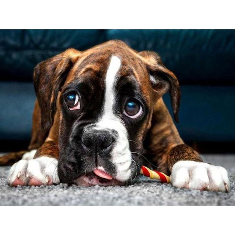 Tired Boxer Dog