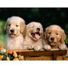3 Cute Puppies Diamond Painting