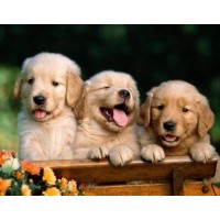 3 Cute Puppies Diamond Pa...