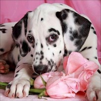 Dalmatian Dog with Flower