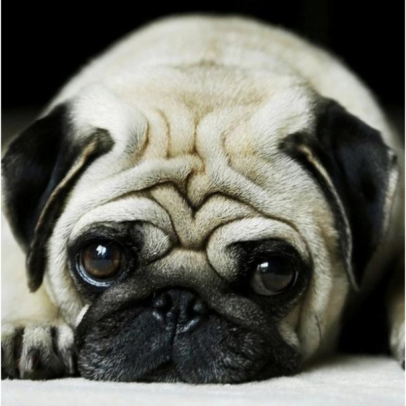 Sad Puppy