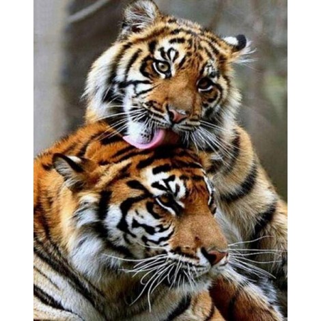 Lovely Tigers Couple