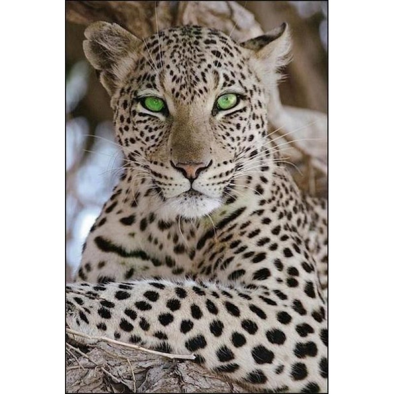 Tiger with green eye...