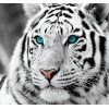Stunning White Tiger