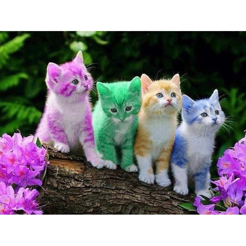 Rainbow Kittens - Pa...