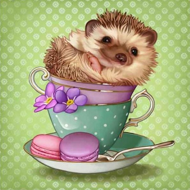 Baby Hedgehog in a C...