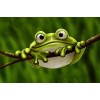 Cute Froggy - Paint by Diamonds