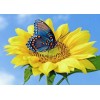 Yellow Sunflower & Blue Butterfly