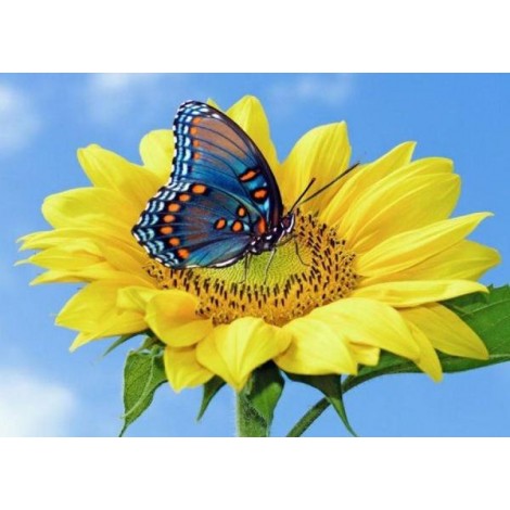 Yellow Sunflower & Blue Butterfly