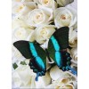 White Roses & Butterfly Diamond Painting