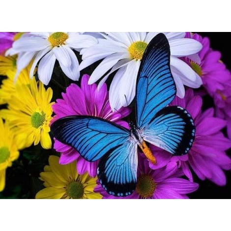 Butterfly Full Drill Painting Kit