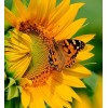 Butterfly & Sunflower Close up