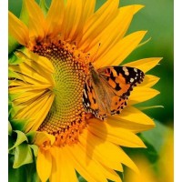Butterfly & Sunflower...