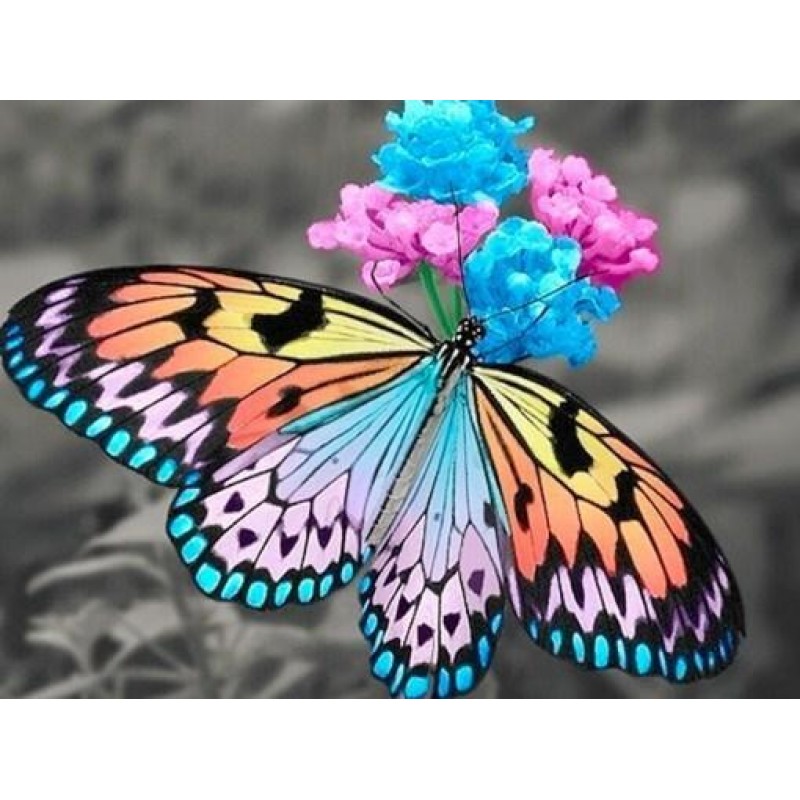 Stunning Butterfly &...