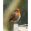 Red Robin Bird Diamond Painting