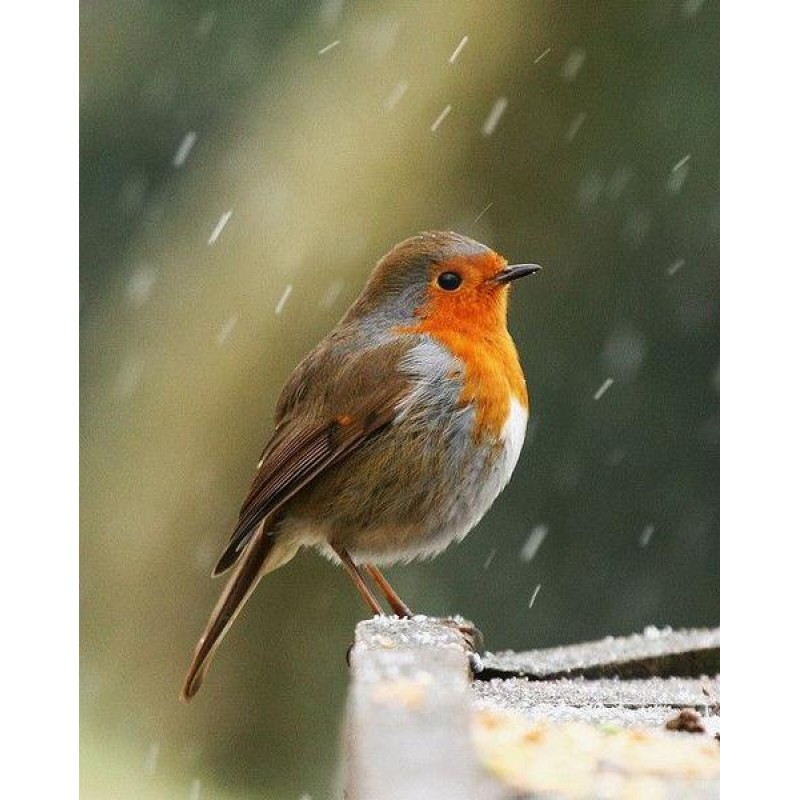 Red Robin Bird Diamo...