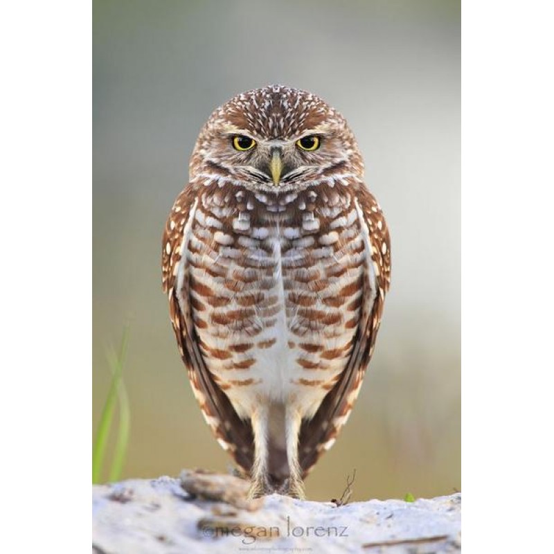 Owl cuteness-Paintin...