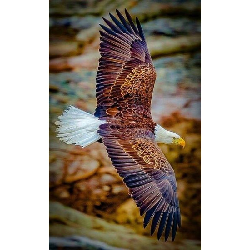 Flying Eagle-Diamond...