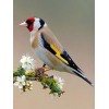 European Goldfinch