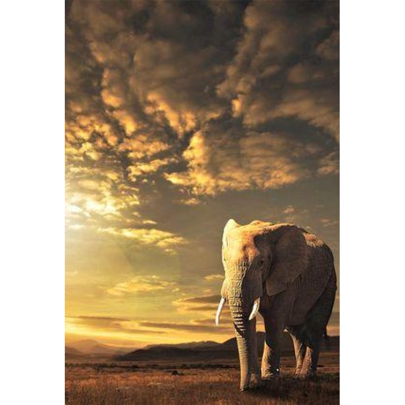 Elephant - Painting ...
