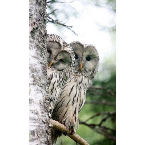 Couple of Owl Behind Tree
