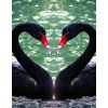 Black Flamingos in Water