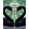 Black Flamingos in Water
