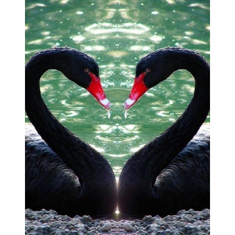 Black Flamingos in Water