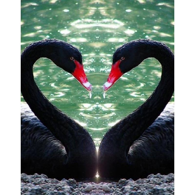 Black Flamingos in W...