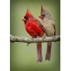Cardinal Birds Couple