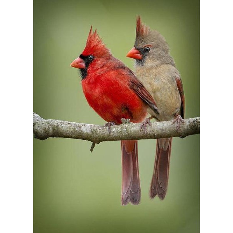 Cardinal Birds Coupl...