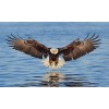 Bald Eagle Landing in Water