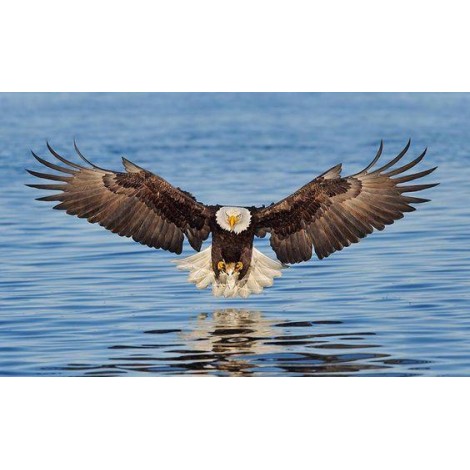 Bald Eagle Landing in Water