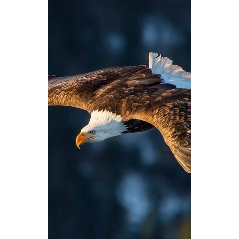 Bald Flying Eagle