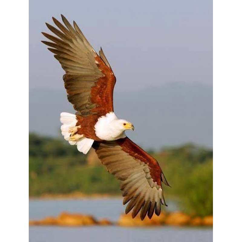 African Eagle Diamon...