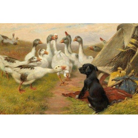 White Geese & Black Dog