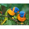 Beautiful Pair of Parrots Diamond Painting