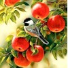 Sparrow Sitting on Apples Tree