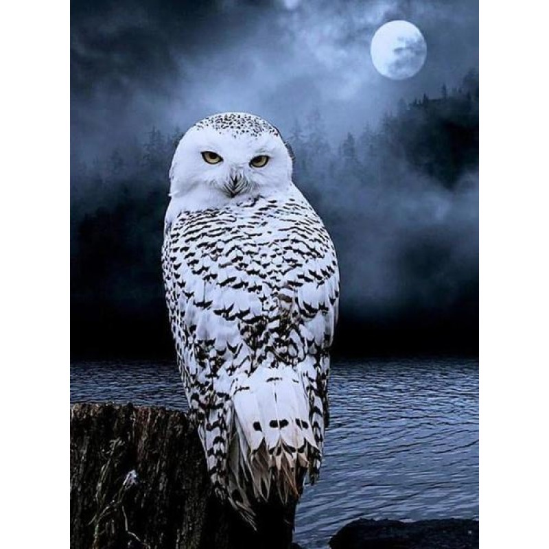 White Owl Gazing at ...