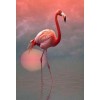 Lonely Flamingo & Setting Sun