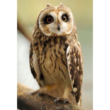 Pretty Owl - Paint by Diamonds