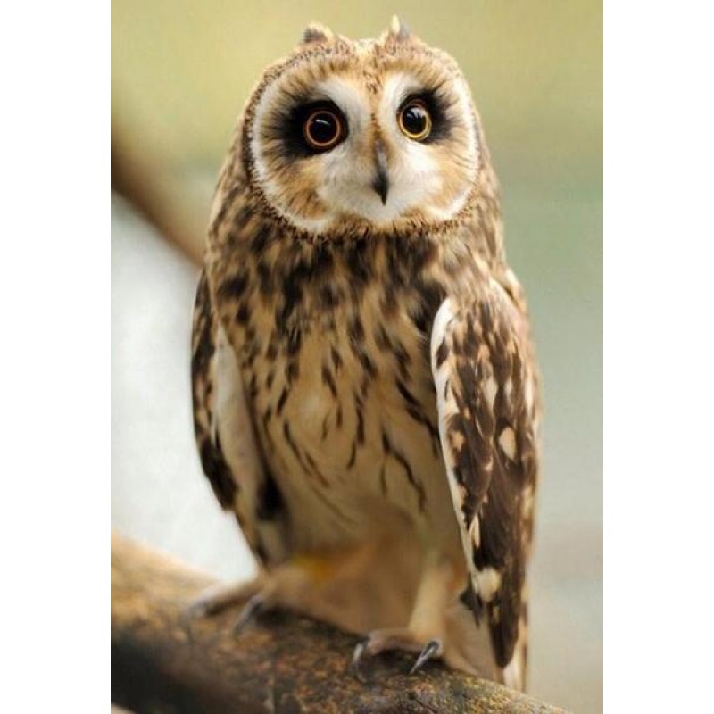 Pretty Owl - Paint b...