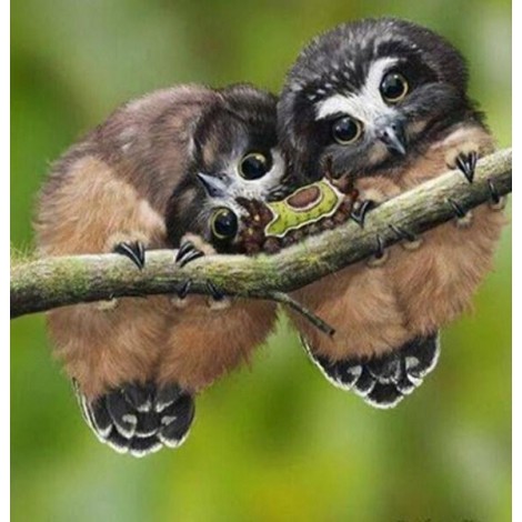 Fluffy Owls & Caterpillar