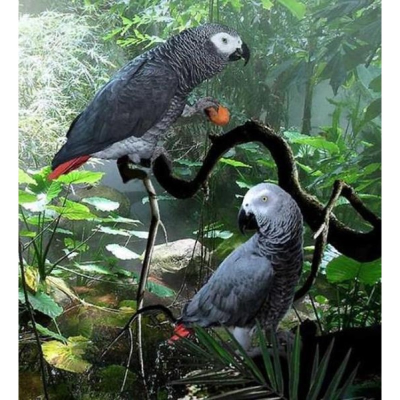 Congo African Grey P...