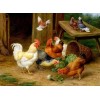 Chickens & Pigeons Diamond Painting