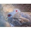 Lovely Dove Pair Diamond Painting