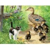 Duck Family & Kitten