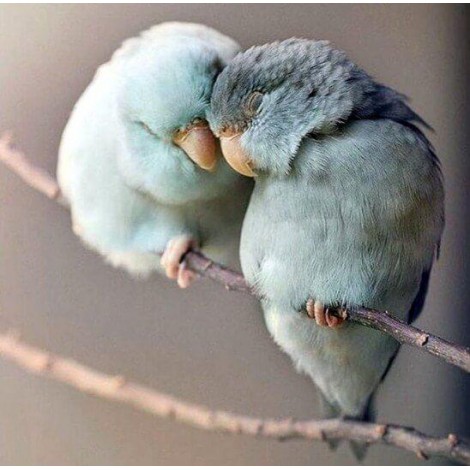Birds in Love