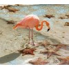 Flamingo & Star Fish DIY Painting Kit