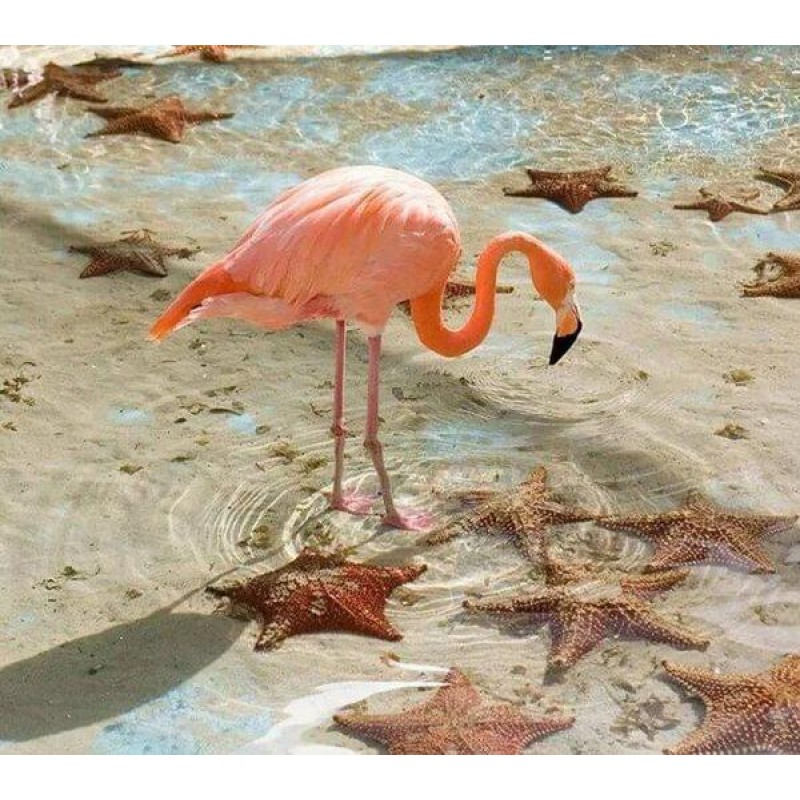 Flamingo & Star ...
